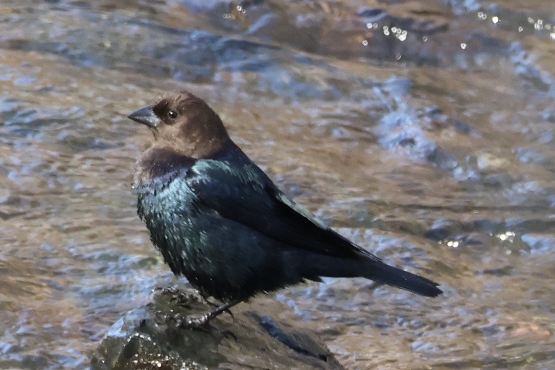 Brown-headed Cowbird - ML645276906
