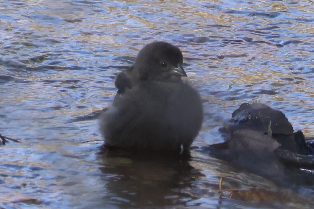 Brown-headed Cowbird - ML645276907
