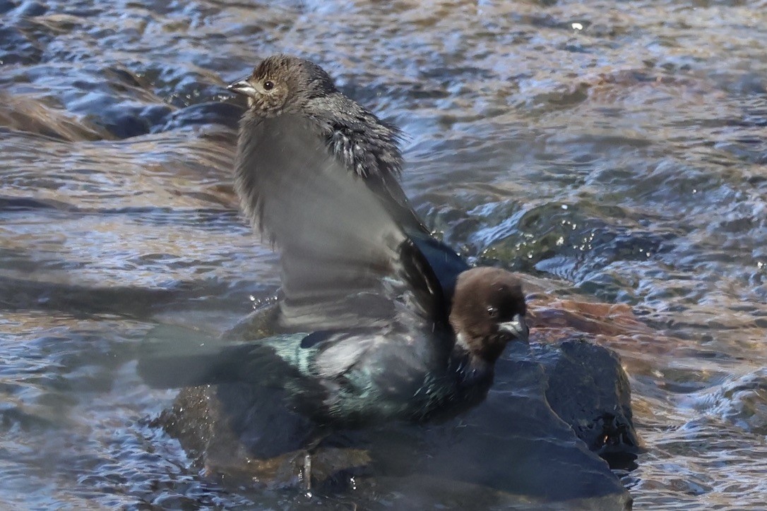 Brown-headed Cowbird - ML645276908