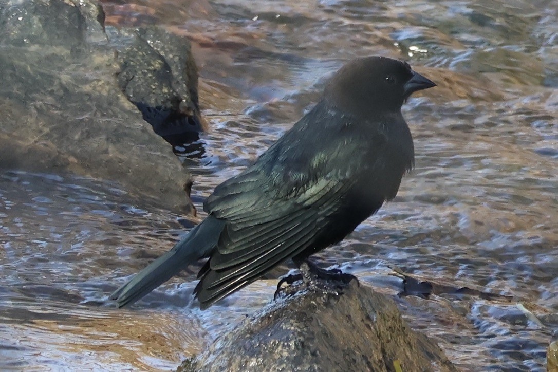 Brown-headed Cowbird - ML645276909