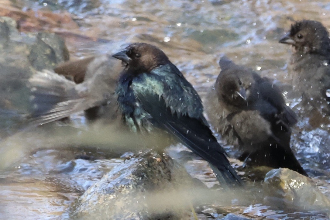 Brown-headed Cowbird - ML645276910
