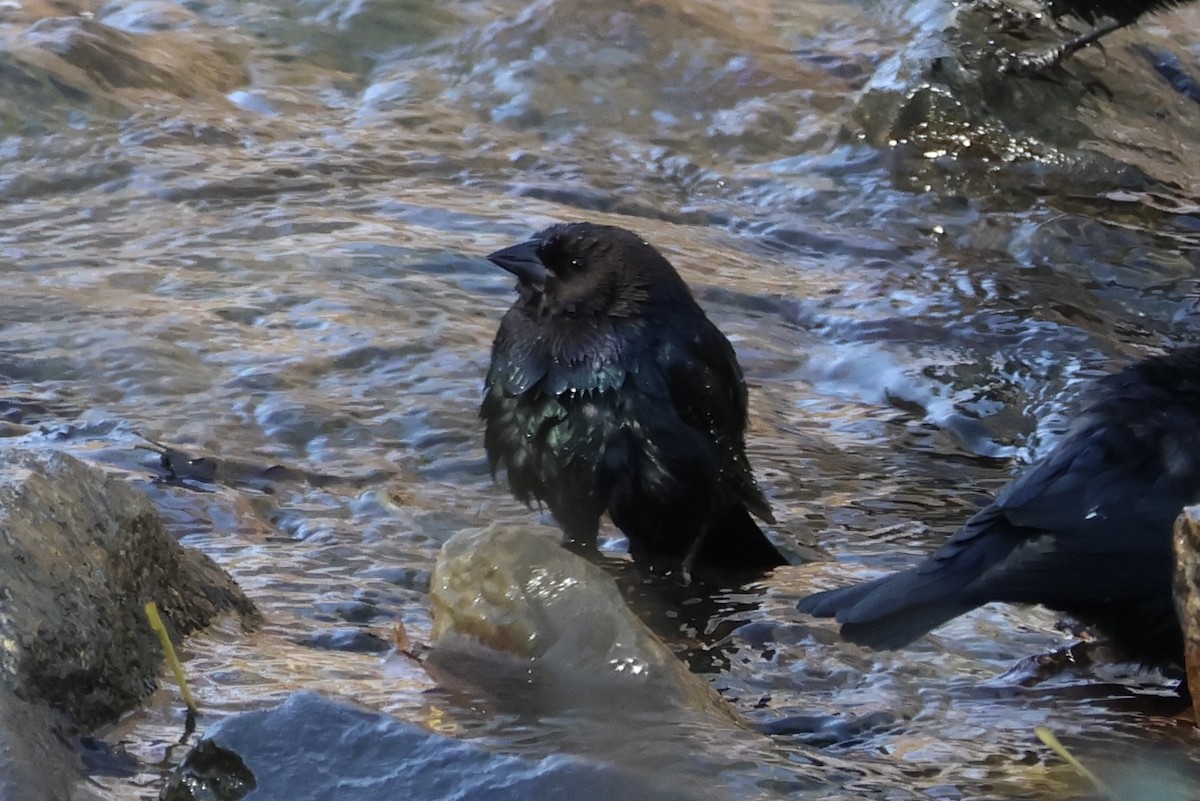 Brown-headed Cowbird - ML645276911