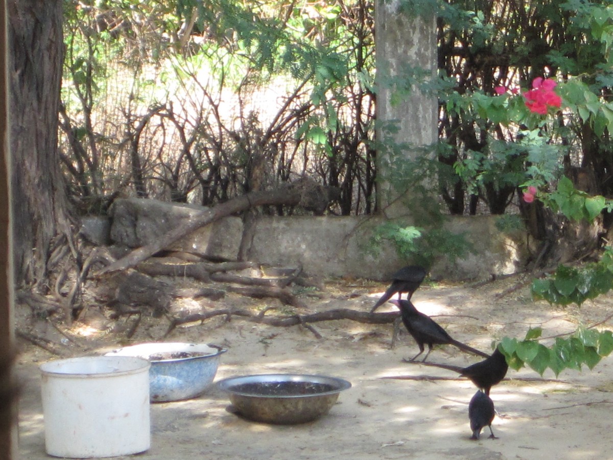 straka ostroocasá - ML645276912