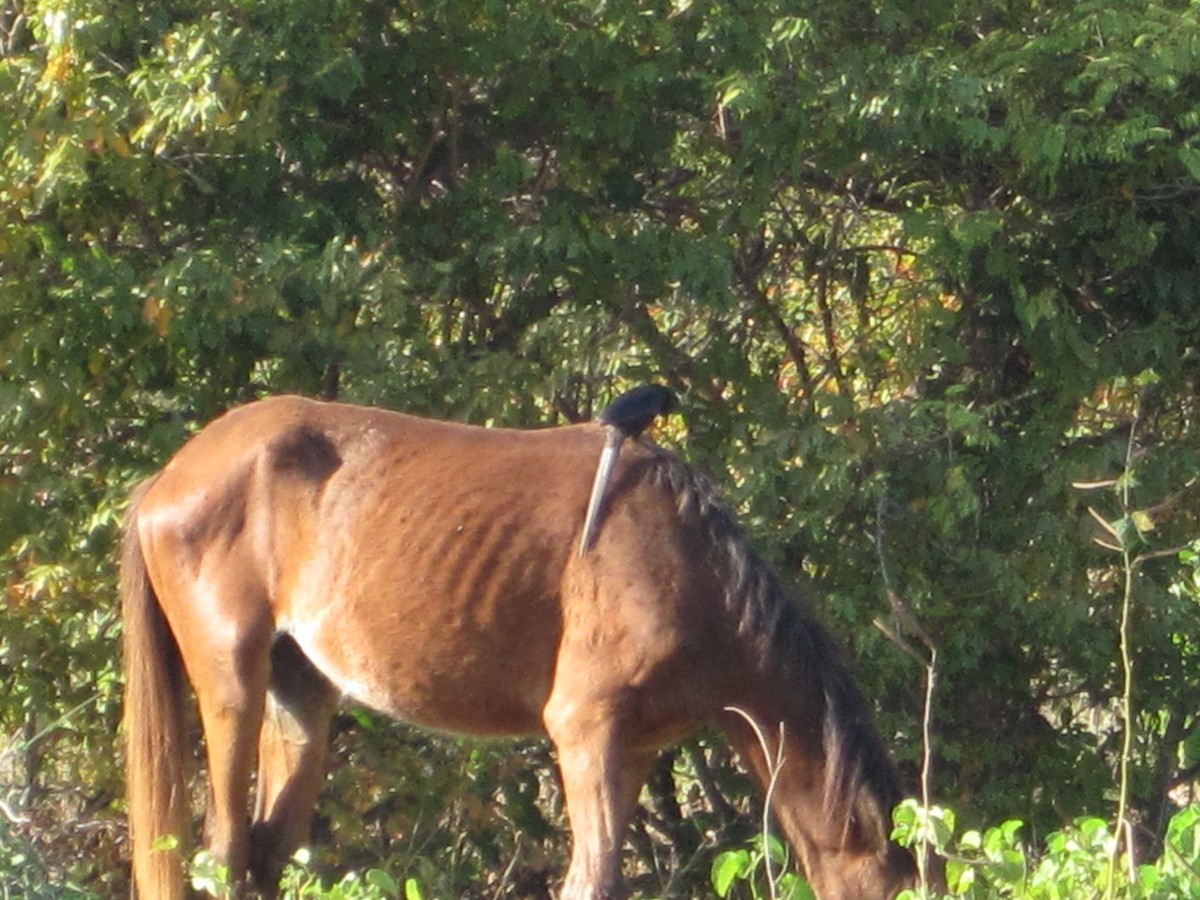 straka ostroocasá - ML645276913