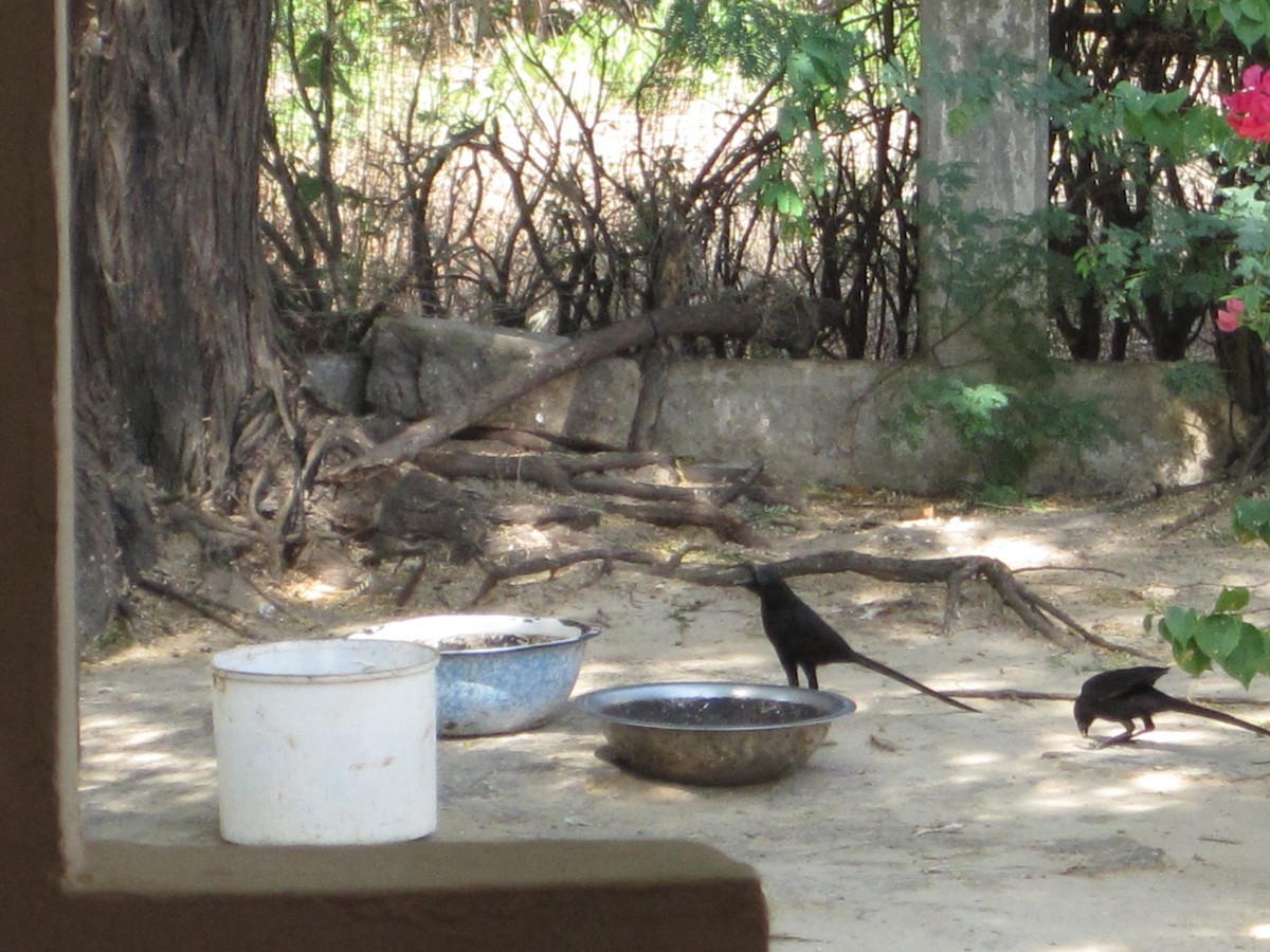 straka ostroocasá - ML645276915