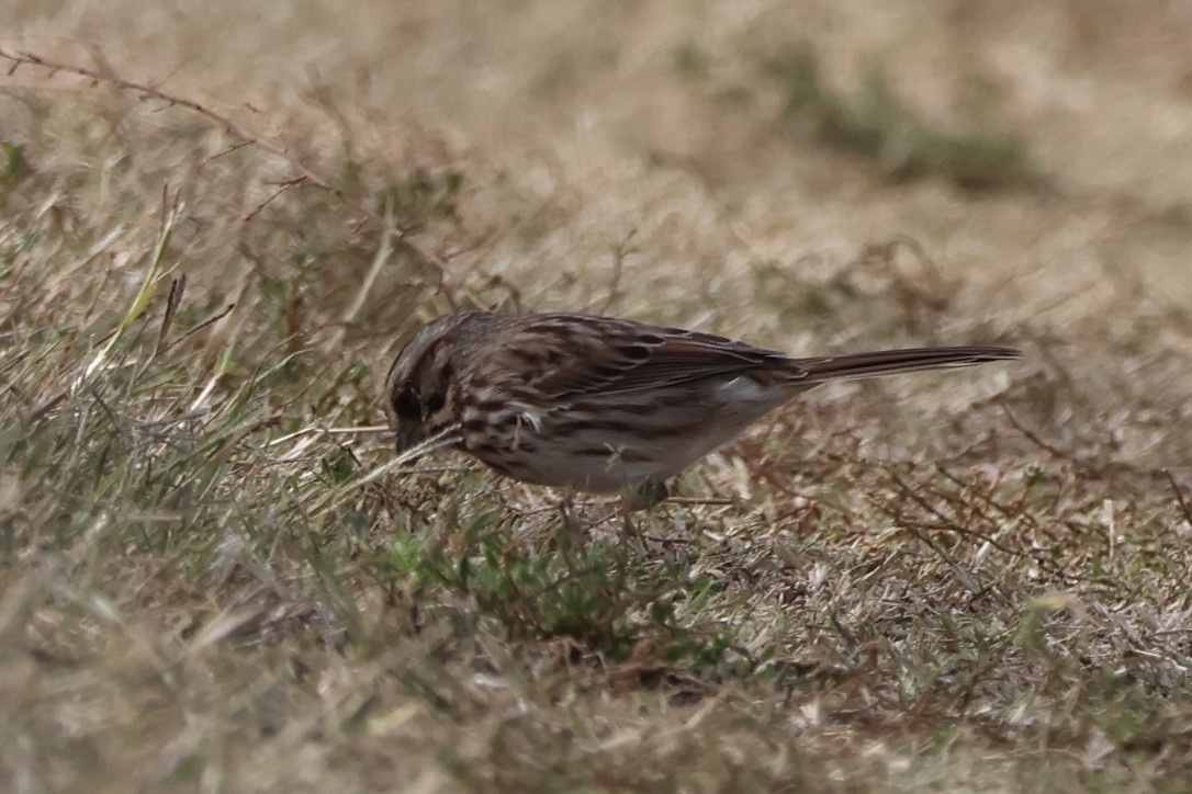 Song Sparrow - ML645276918