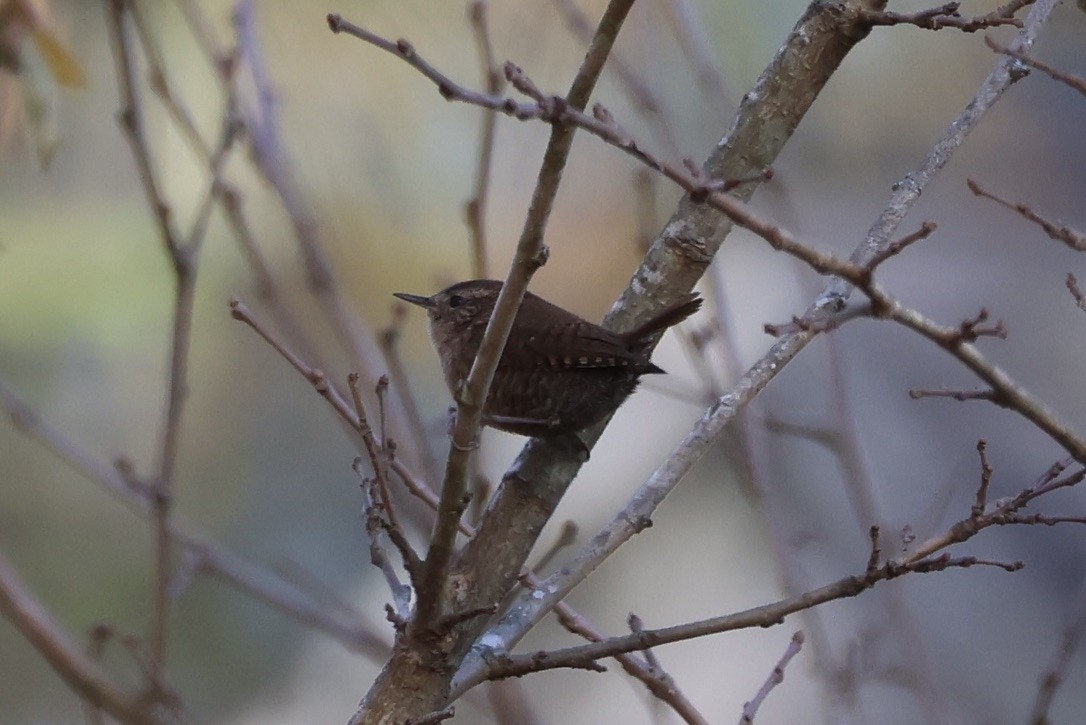 Winter Wren - ML645276921