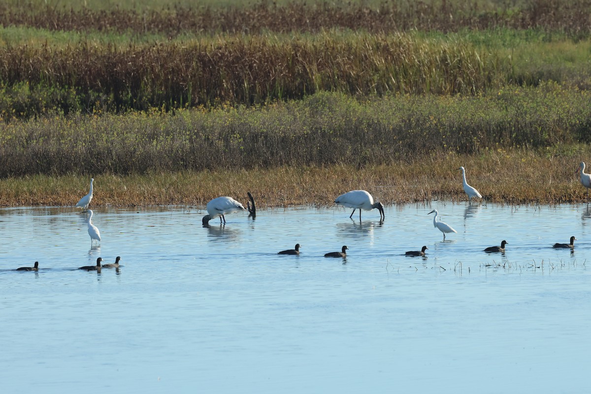 Wood Stork - ML645276922