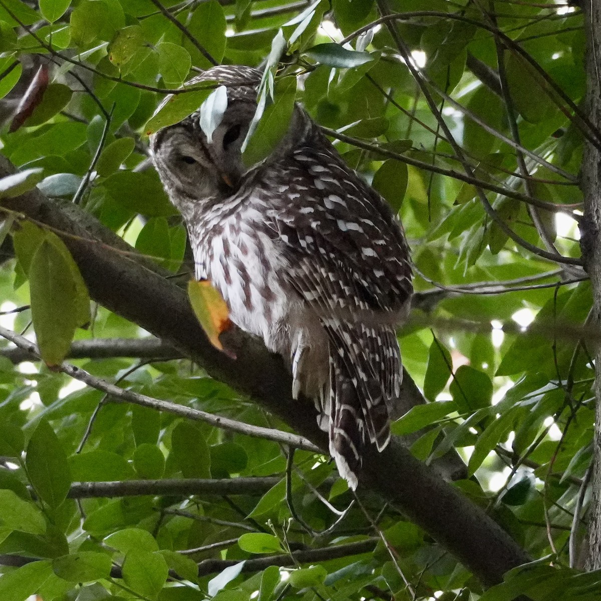 Cárabo Norteamericano - ML645276924