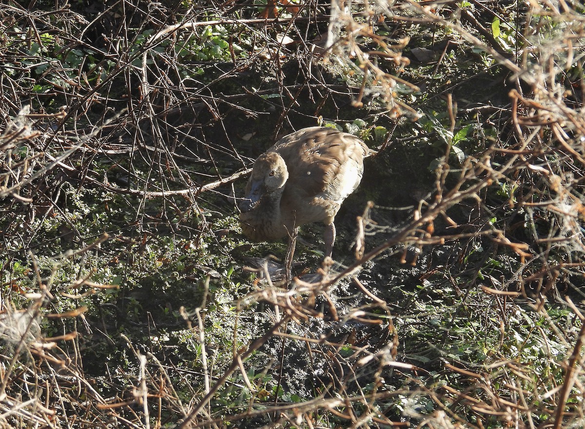 Suirirí Piquirrojo - ML645276925