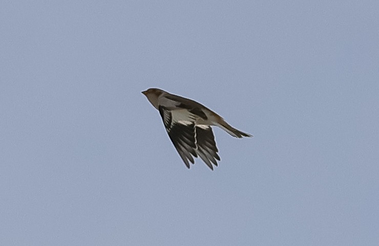 Escribano Nival - ML645276927