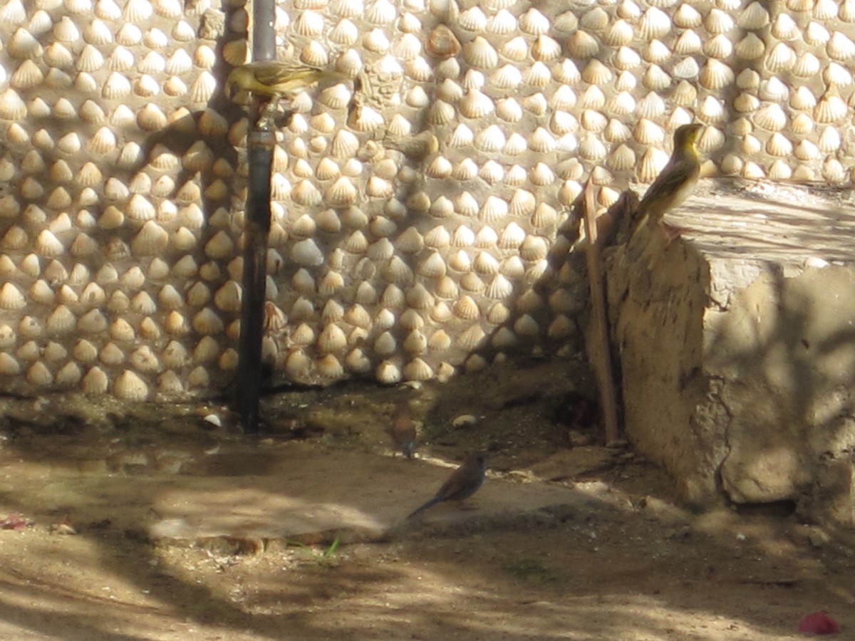 Azulito Carirrojo - ML645276929