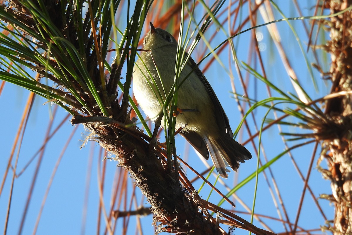 Reyezuelo Rubí - ML645276930