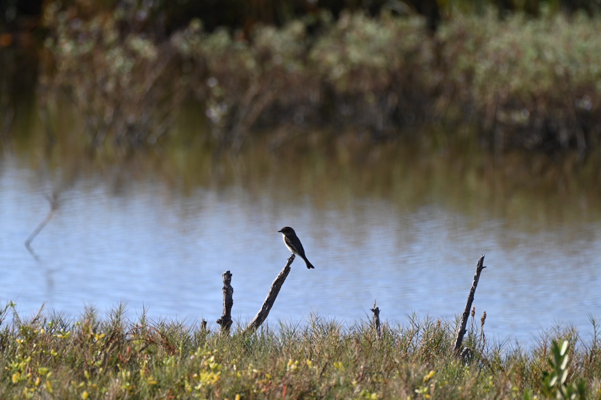 Mosquero Fibí - ML645276931