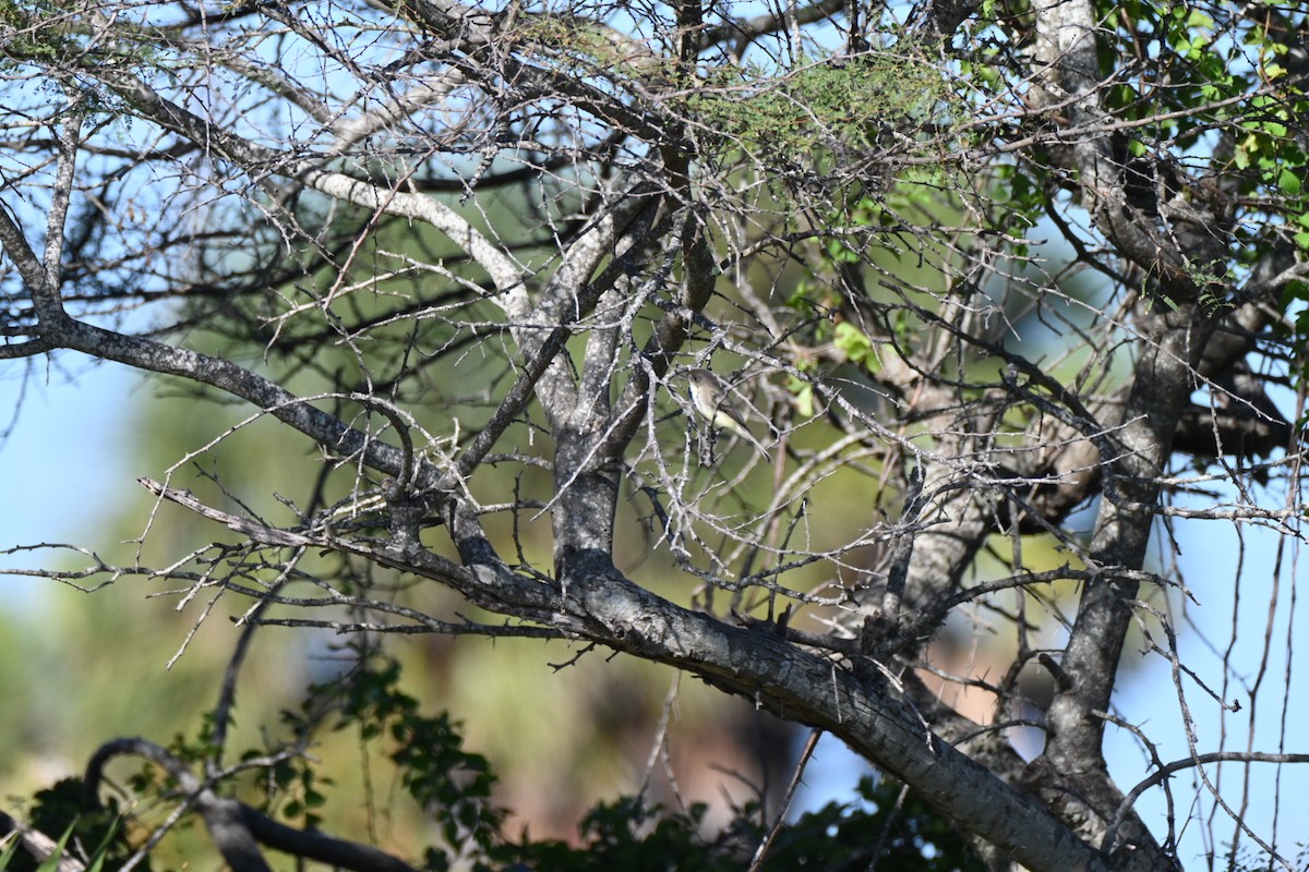 Mosquero Fibí - ML645276932