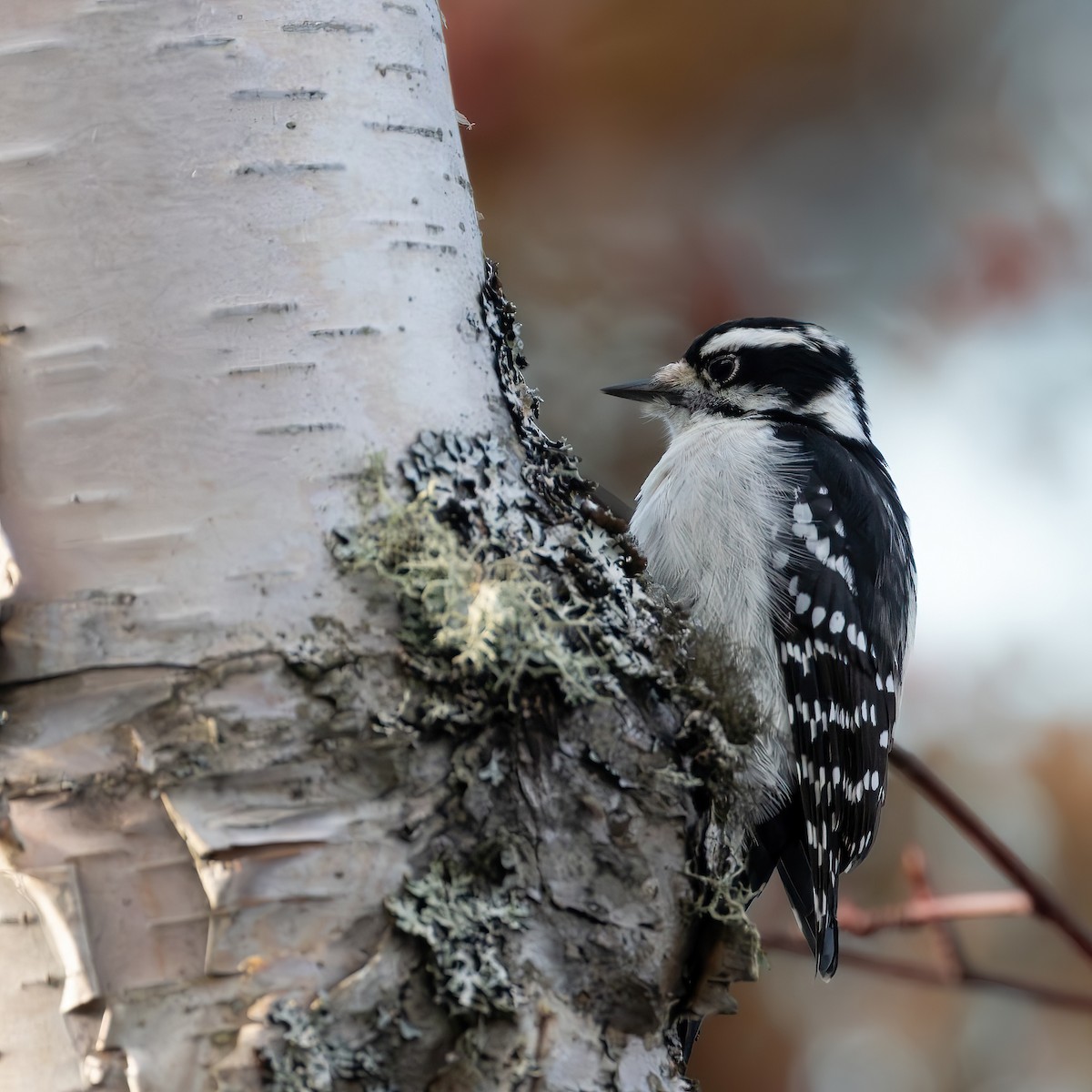 Pico Pubescente - ML645276933