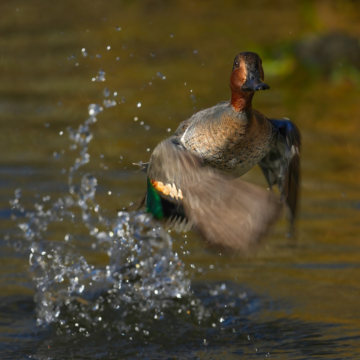 Cerceta Común - ML645276939