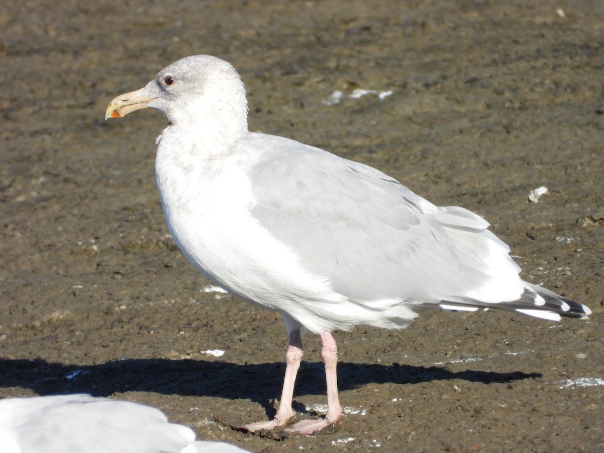 Gaviota Argéntea Americana x de Bering (híbrido) - ML645276943