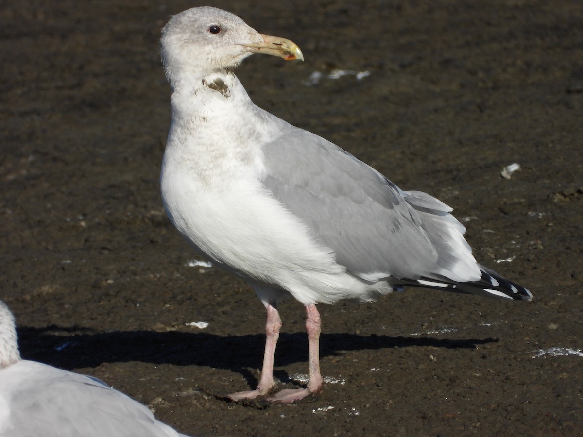 Gaviota Argéntea Americana x de Bering (híbrido) - ML645276944