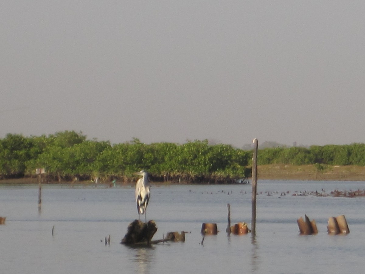 Garza Real - ML645276946