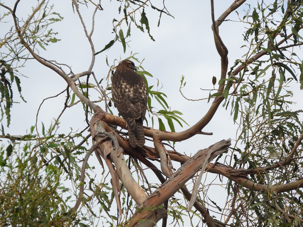 Busardo Colirrojo - ML645276948