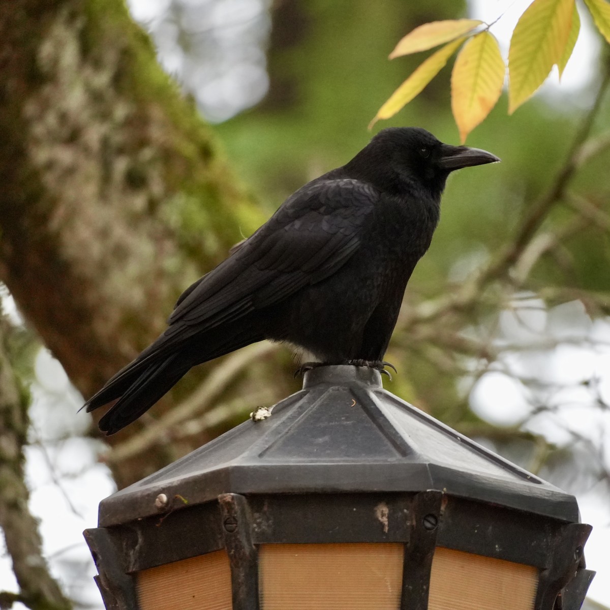 Cuervo Americano - ML645276949