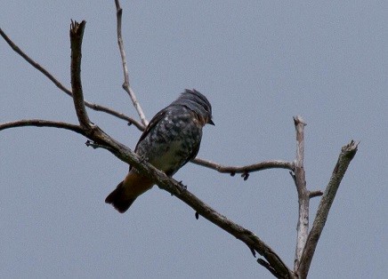 Cotinguita Pipra - ML645276951