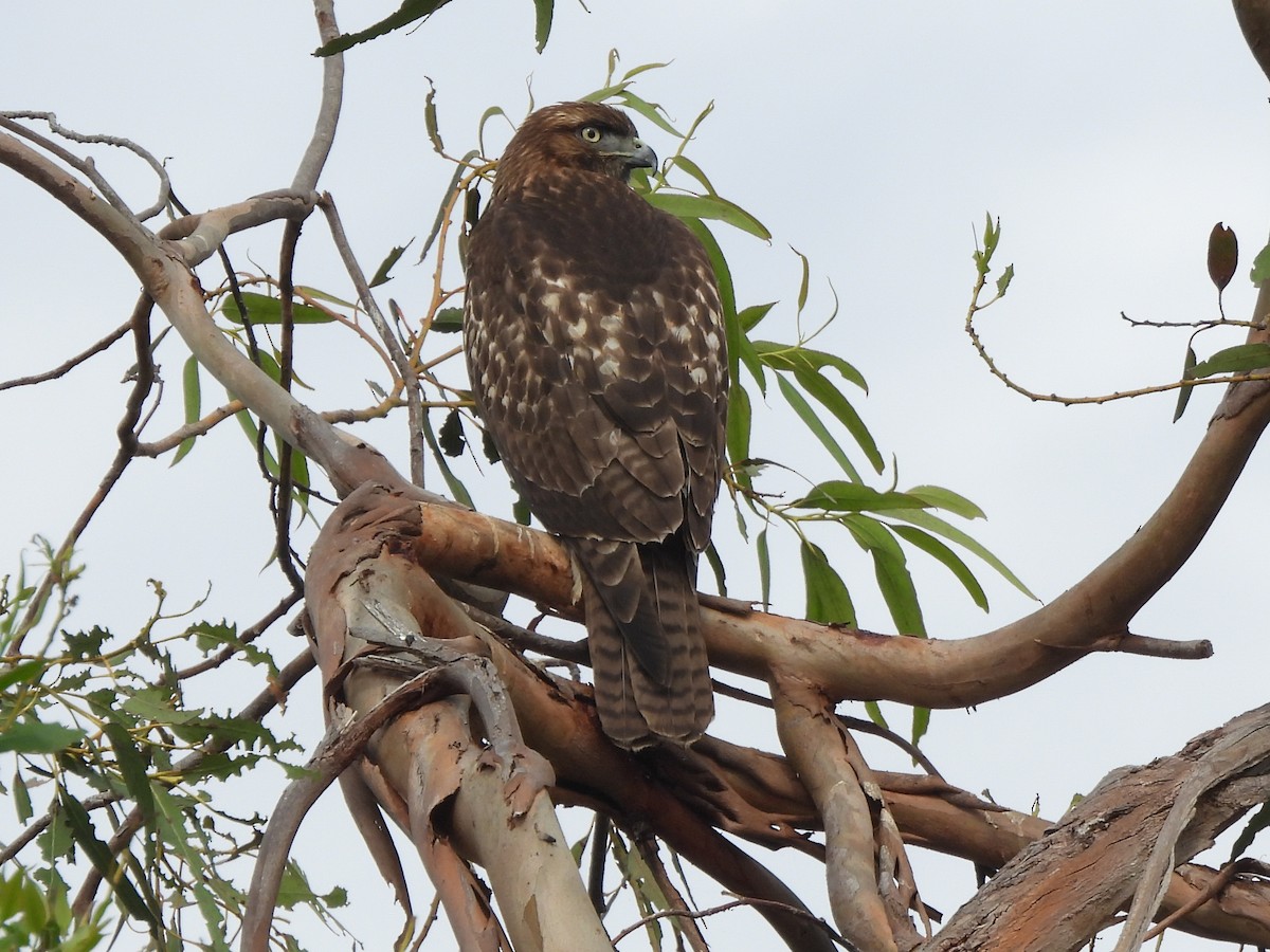 Busardo Colirrojo - ML645276952
