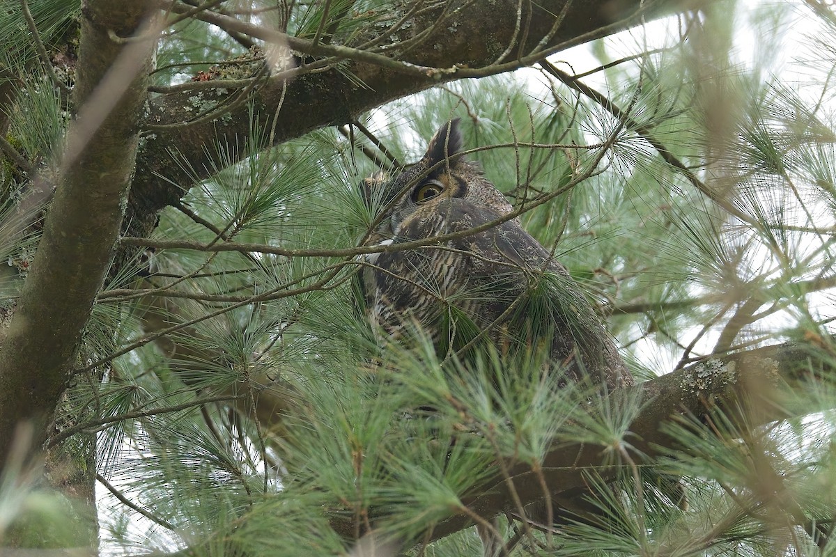 Búho Americano - ML645276953