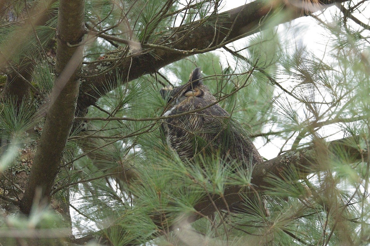 Búho Americano - ML645276954