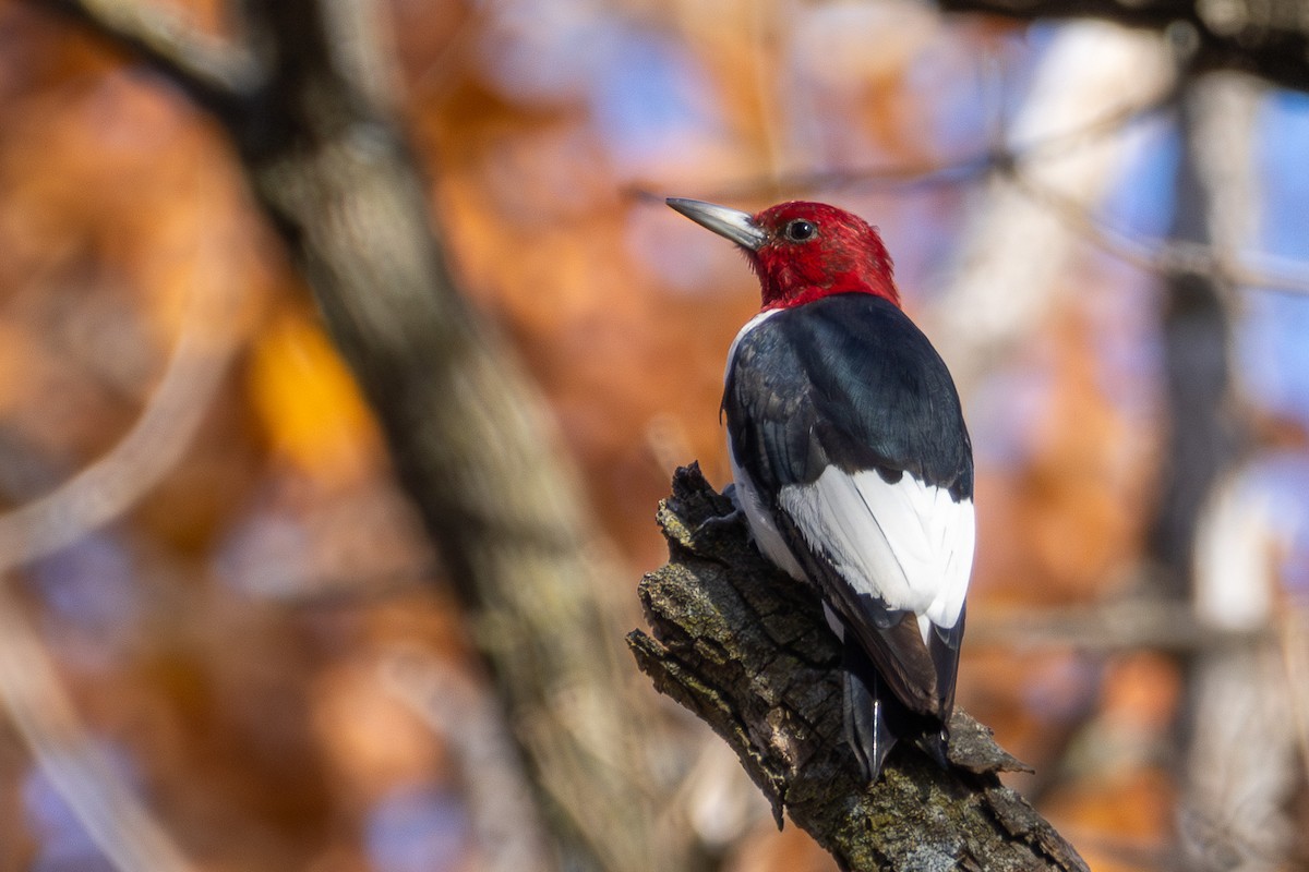 Carpintero Cabecirrojo - ML645276959