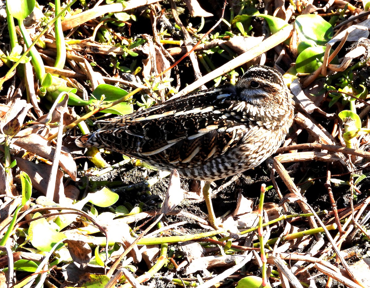 Agachadiza de Wilson - ML645276960