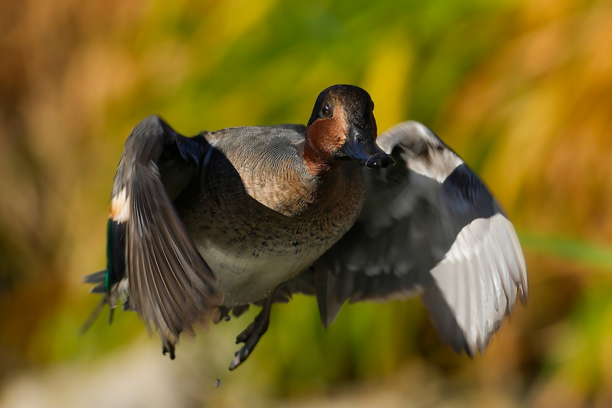 Cerceta Común - ML645276961