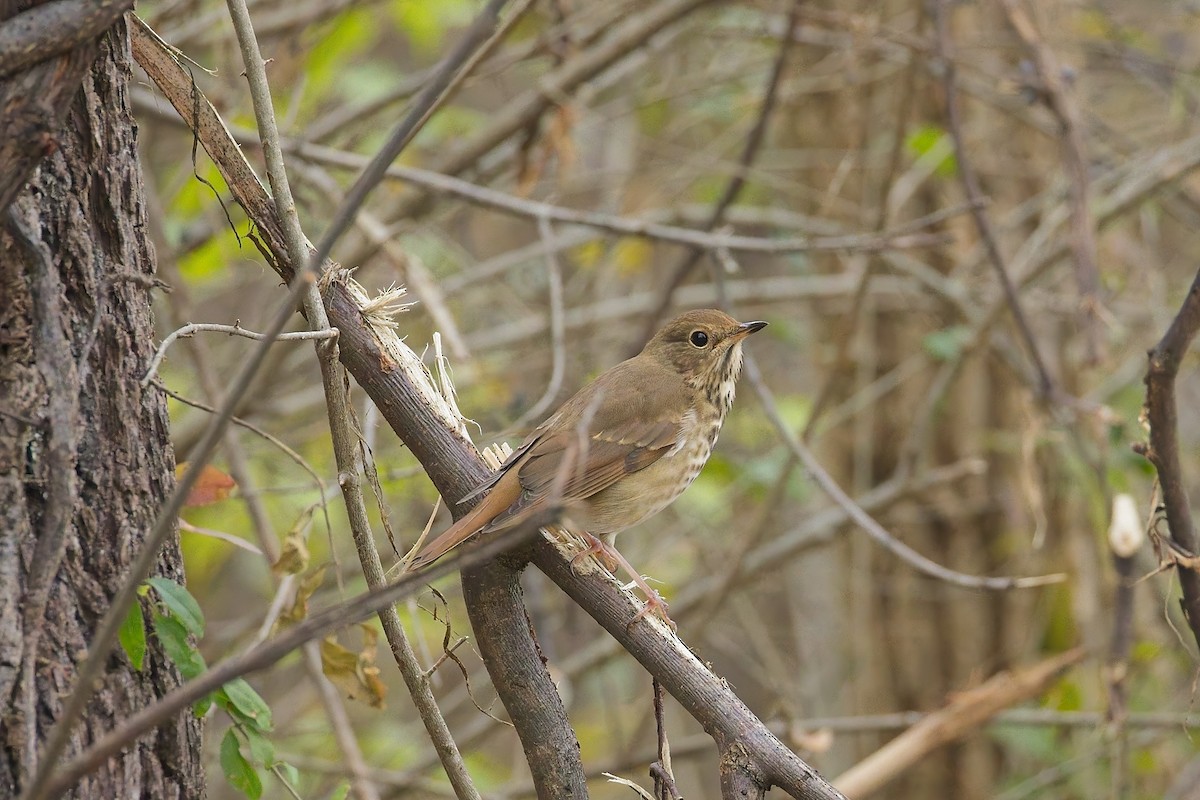 Zorzalito Colirrufo - ML645276962