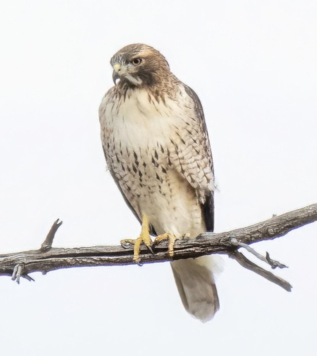 Busardo Colirrojo - ML645276963