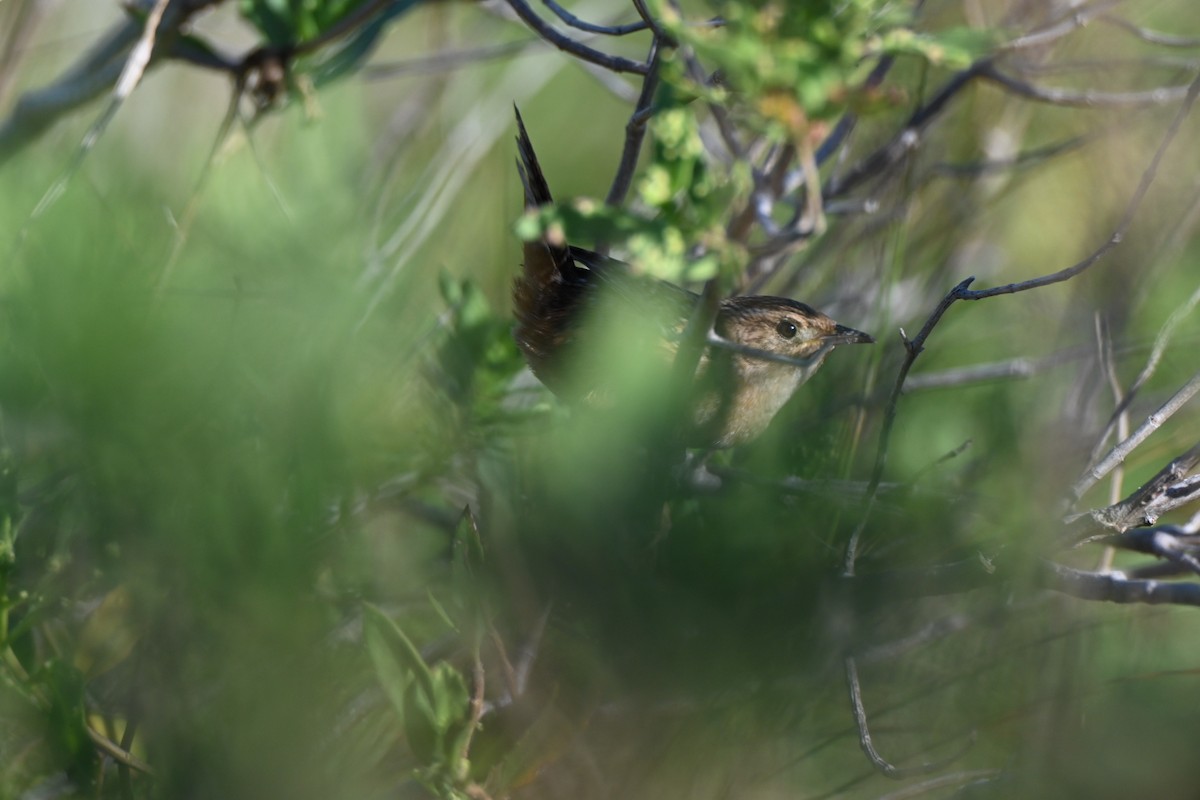 Cucarachero Culibarrado - ML645276965