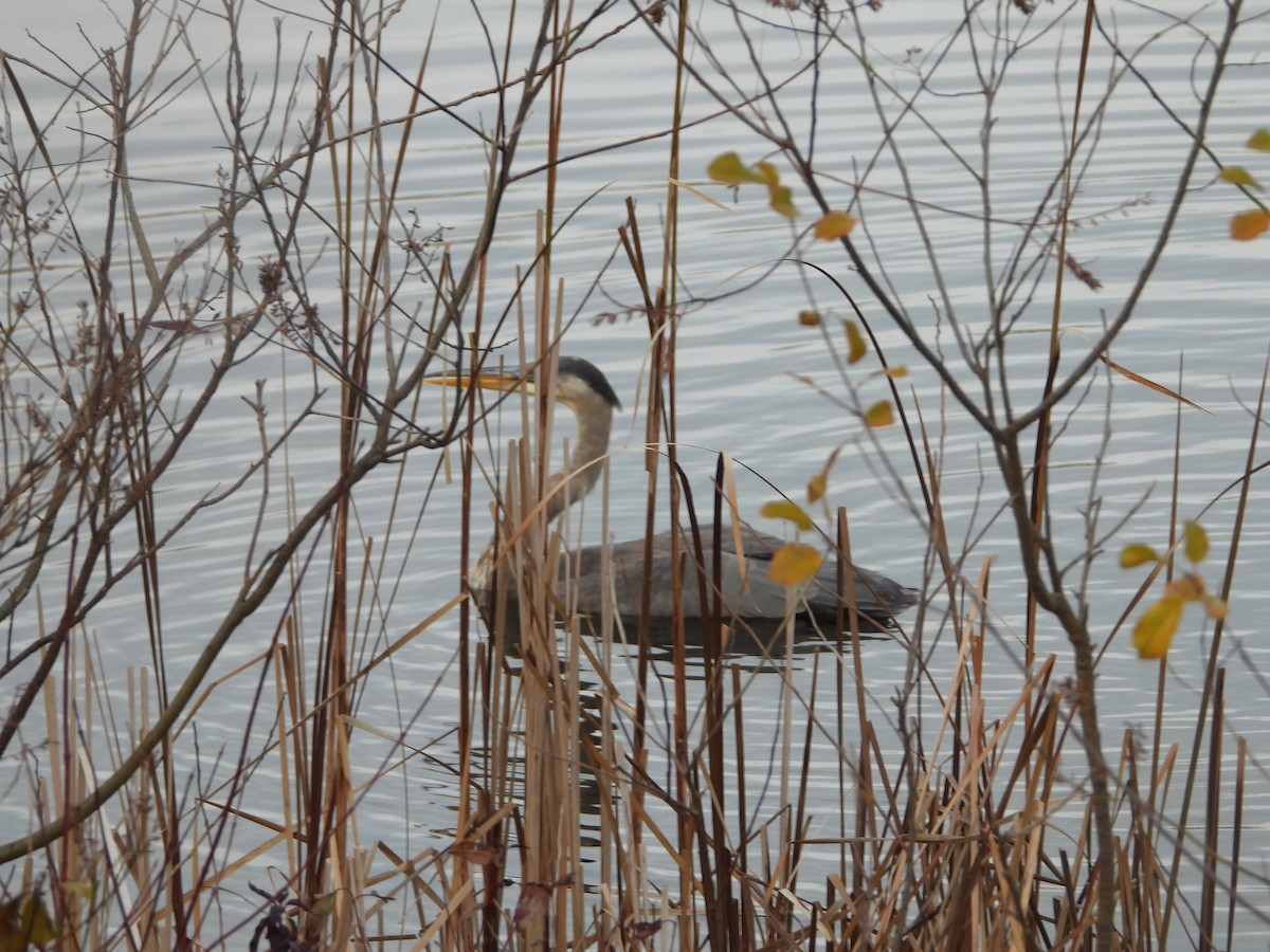 Garza Azulada - ML645276966