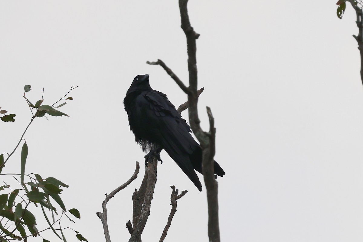 Torresian Crow - ML645276967