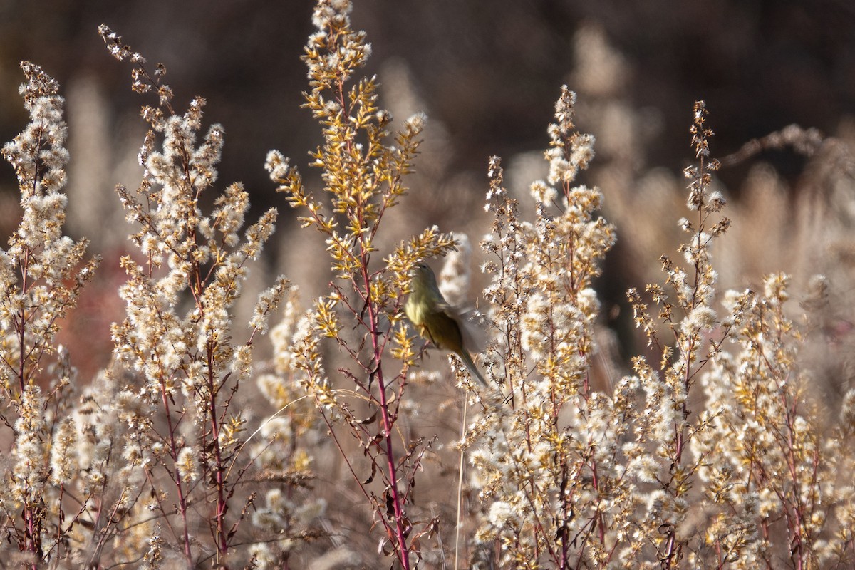 Orange-crowned Warbler - ML645276968