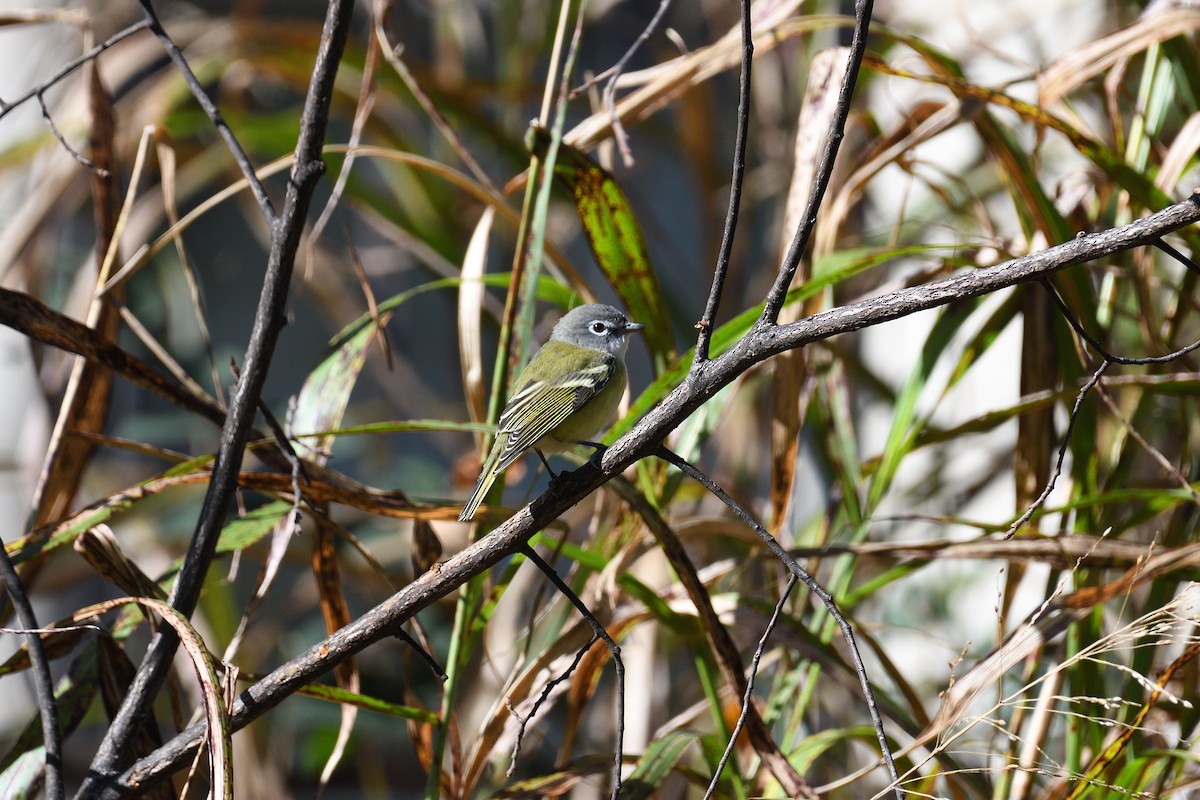 フタスジモズモドキ - ML645276969