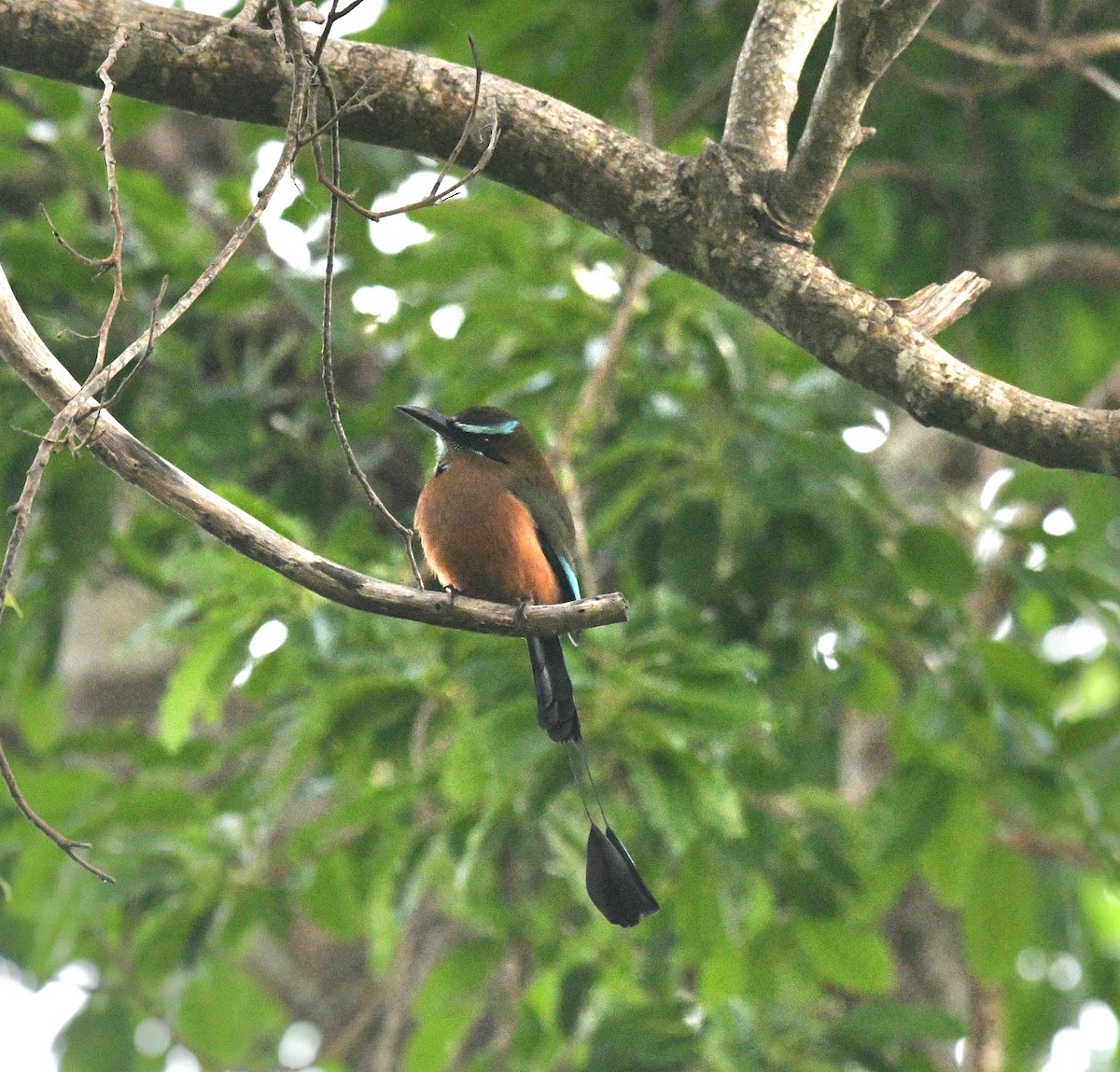 Момот рудочеревий - ML645276971