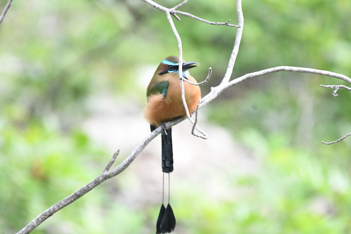 Момот рудочеревий - ML645276972