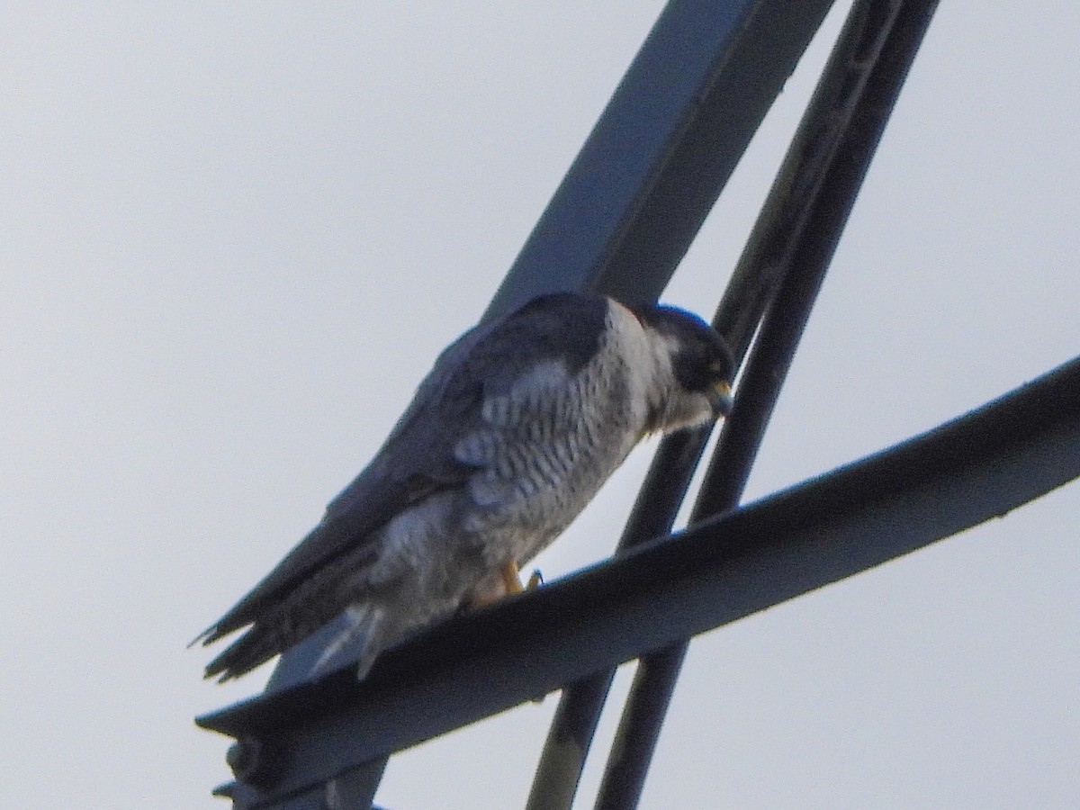 Peregrine Falcon - ML645276980