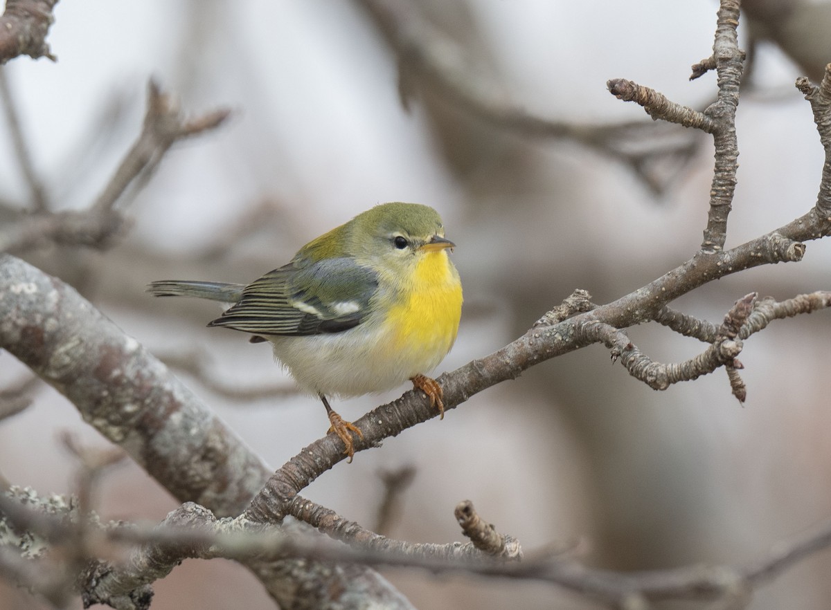 Northern Parula - ML645276983