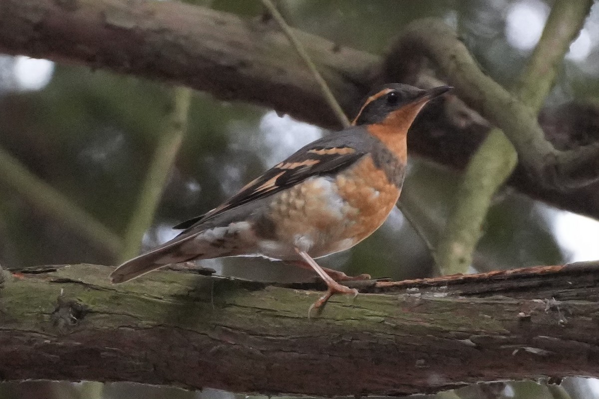 Varied Thrush - ML645276992