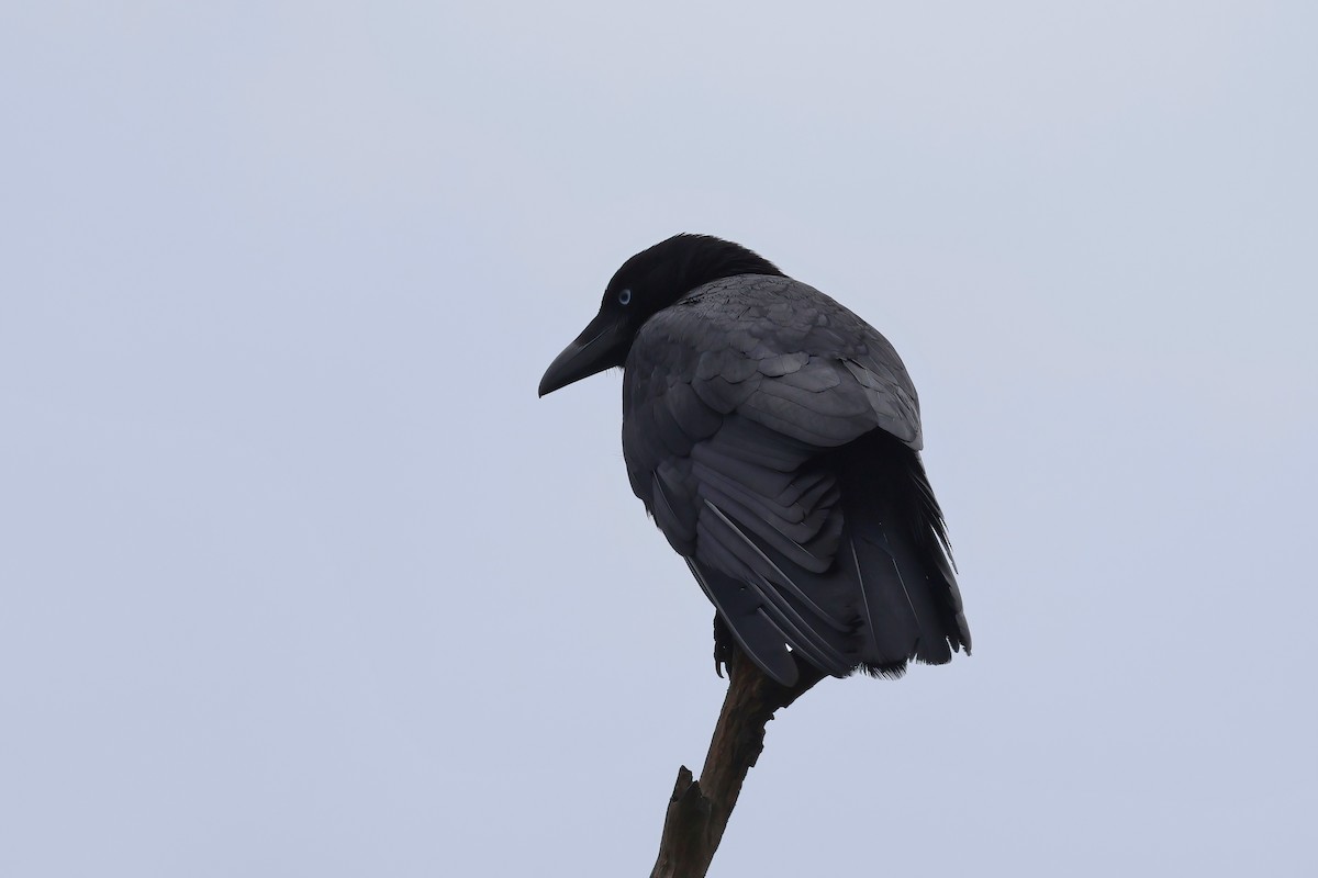 Torresian Crow - ML645276995