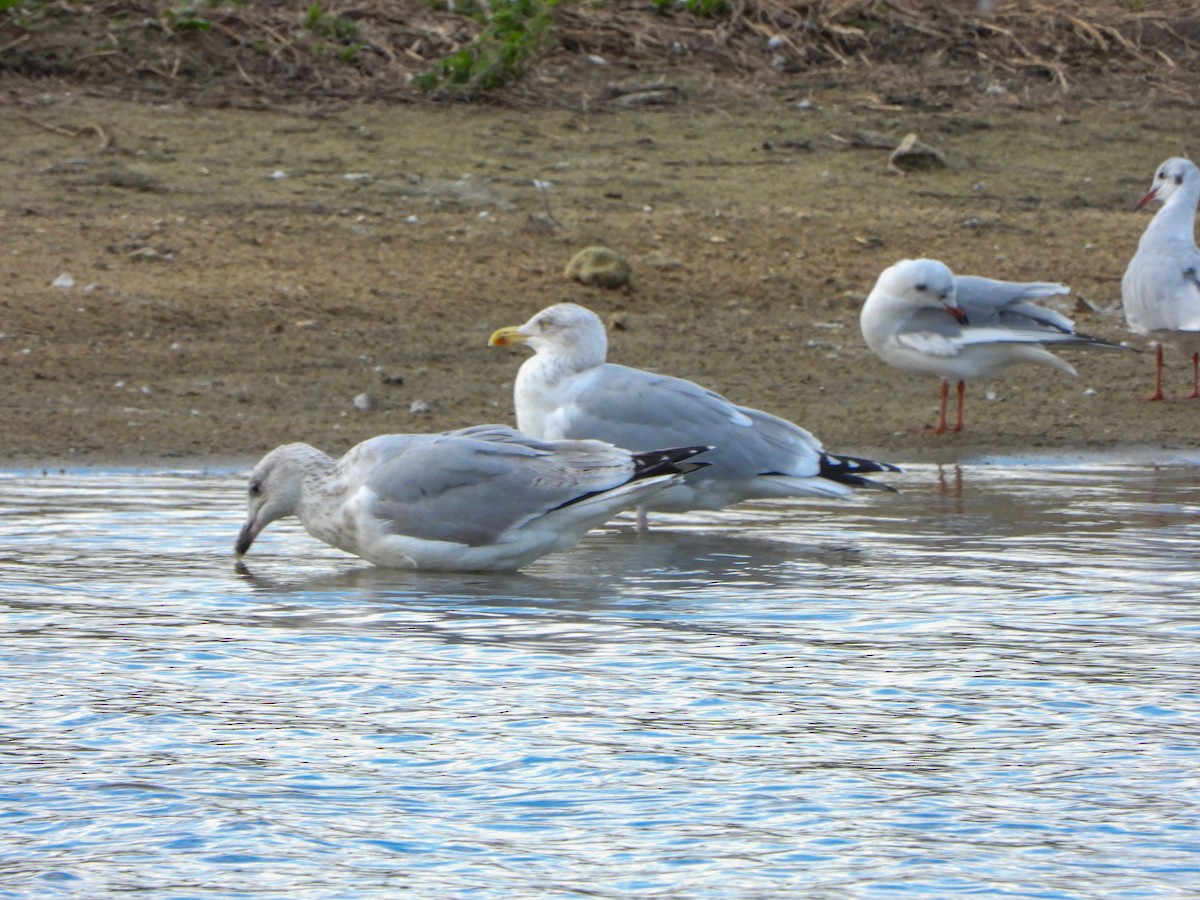 racek stříbřitý - ML645277000