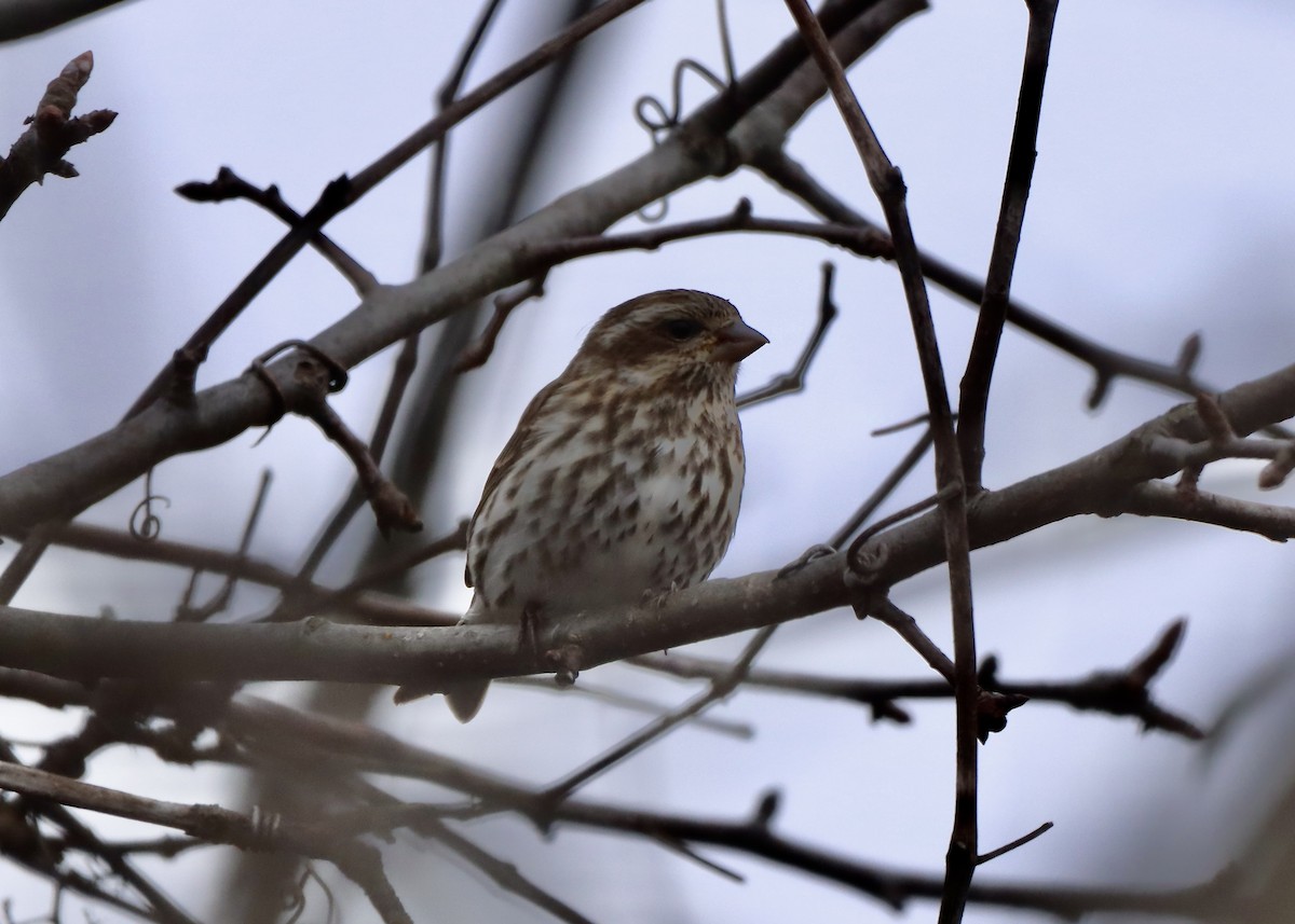 Camachuelo Purpúreo - ML645277004