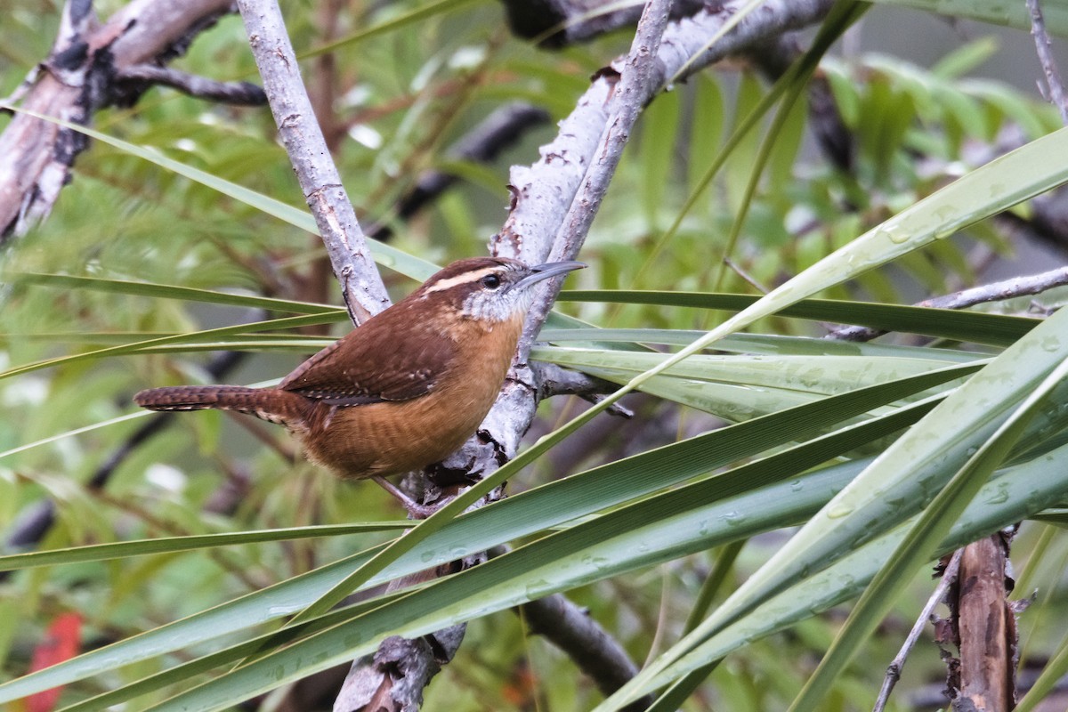 Carolina Wren - ML645277011