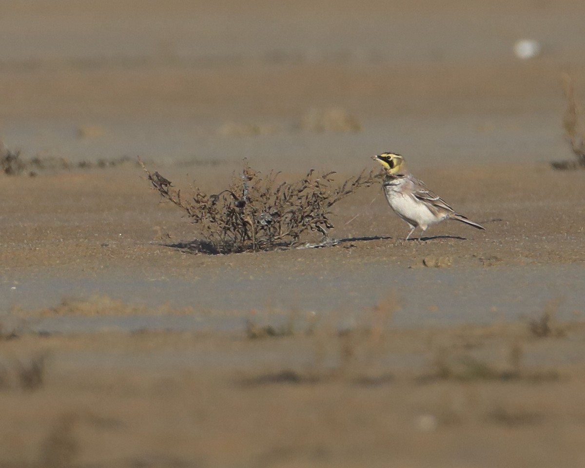 Horned Lark - ML645277013